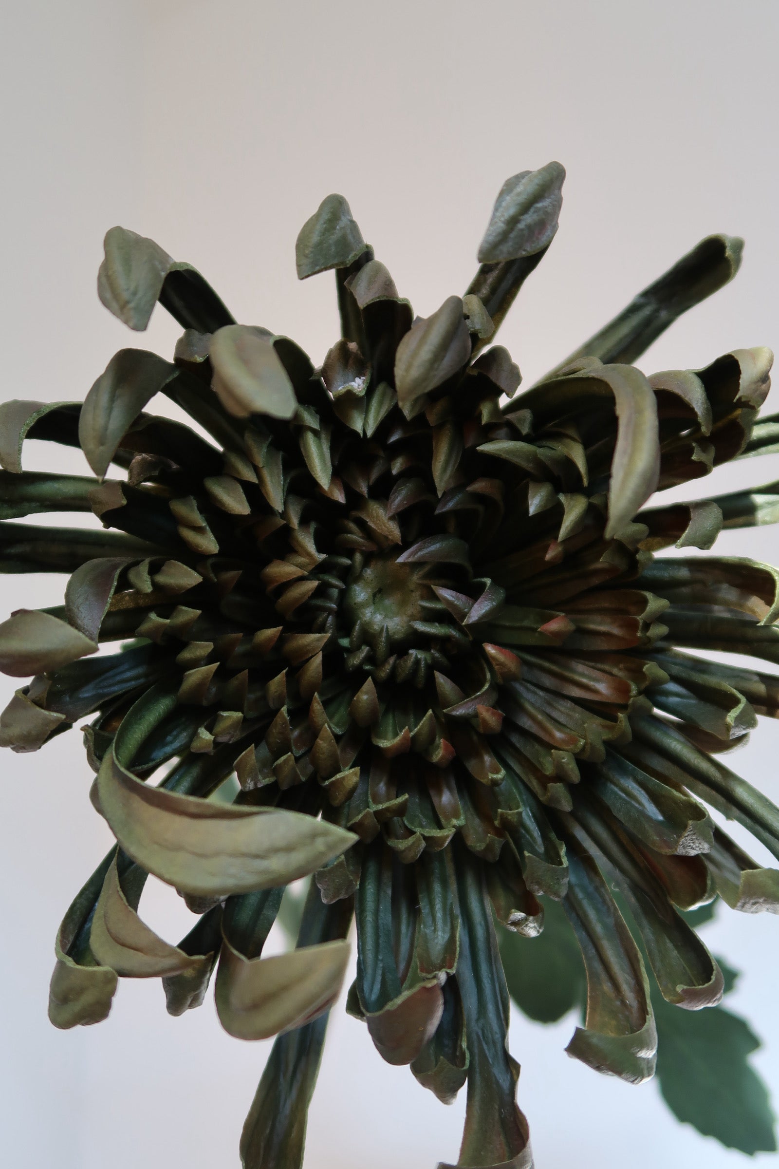 Deep Green Chrysanthemums