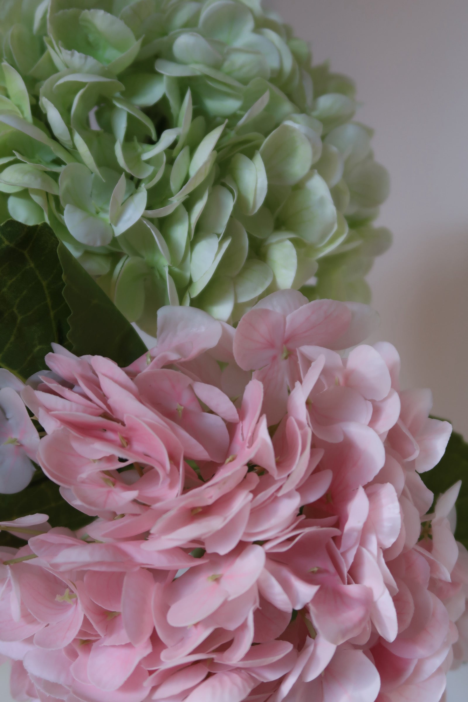 Green & Pink Hydrangeas