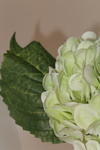 Green Hydrangeas