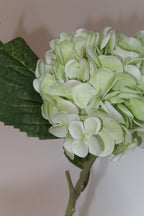 Green Hydrangeas