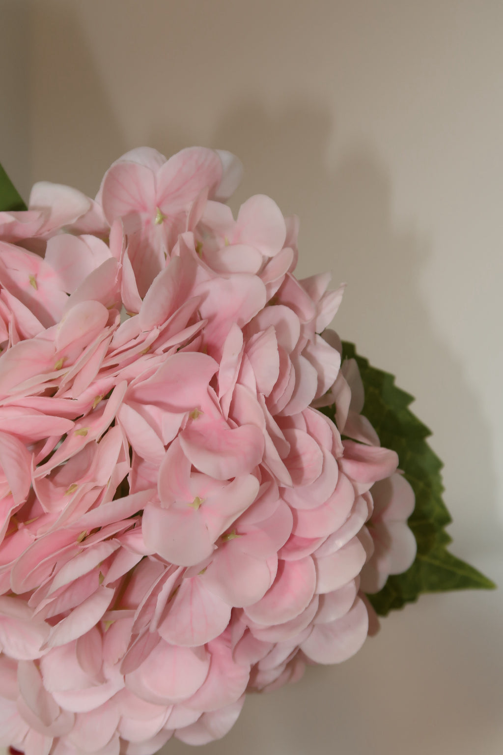 Light Pink Hydrangeas