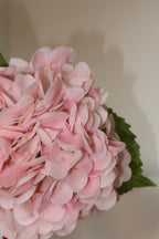 Light Pink Hydrangeas