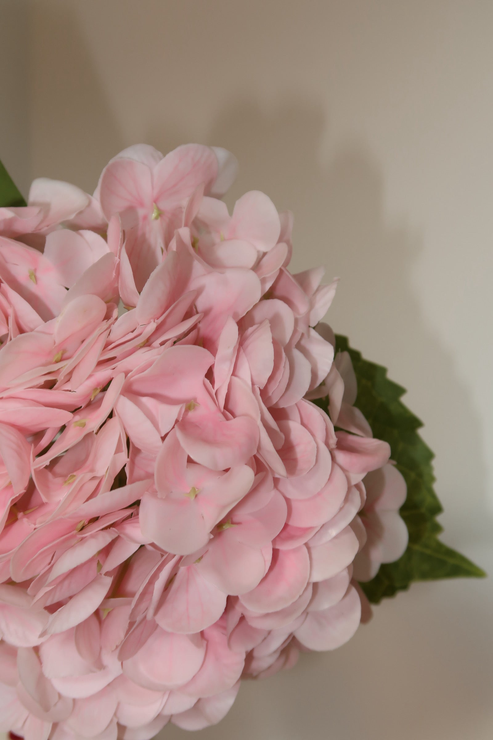 Light Pink Hydrangeas