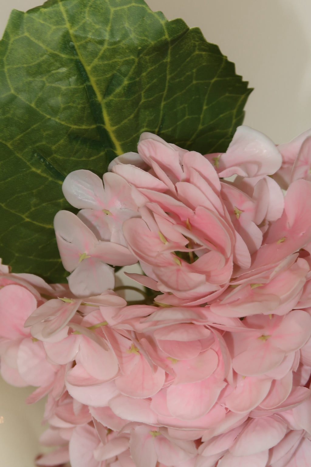 Light Pink Hydrangeas