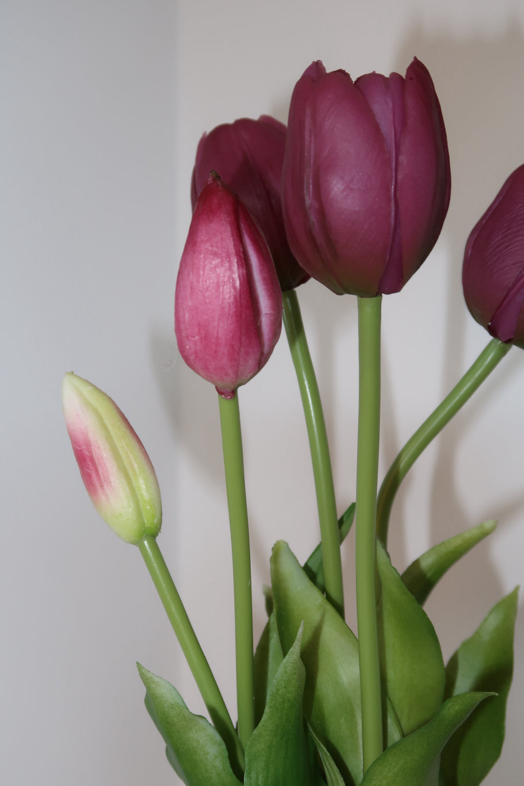 Purple Tulips