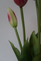 Purple Tulips