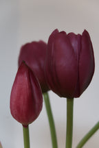 Purple Tulips