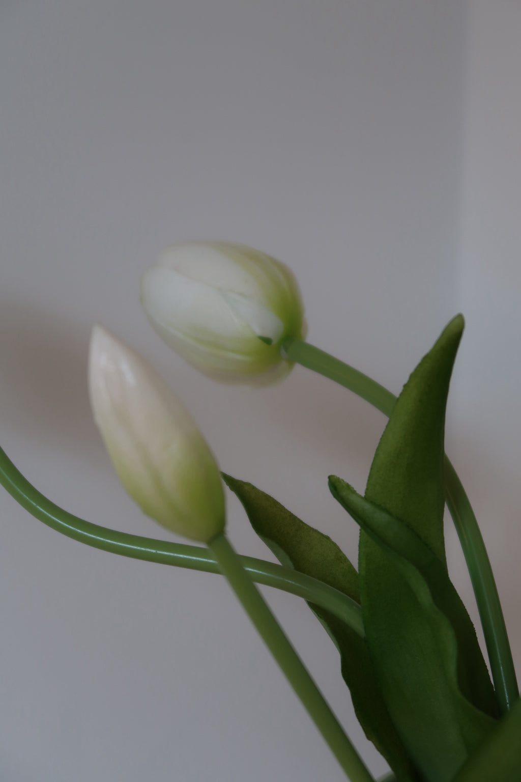 White Tulips