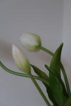 White Tulips