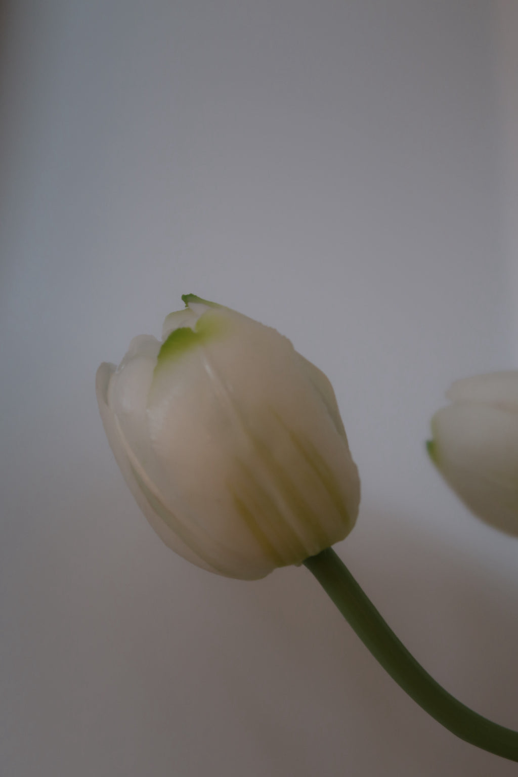 White Tulips