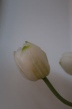White Tulips