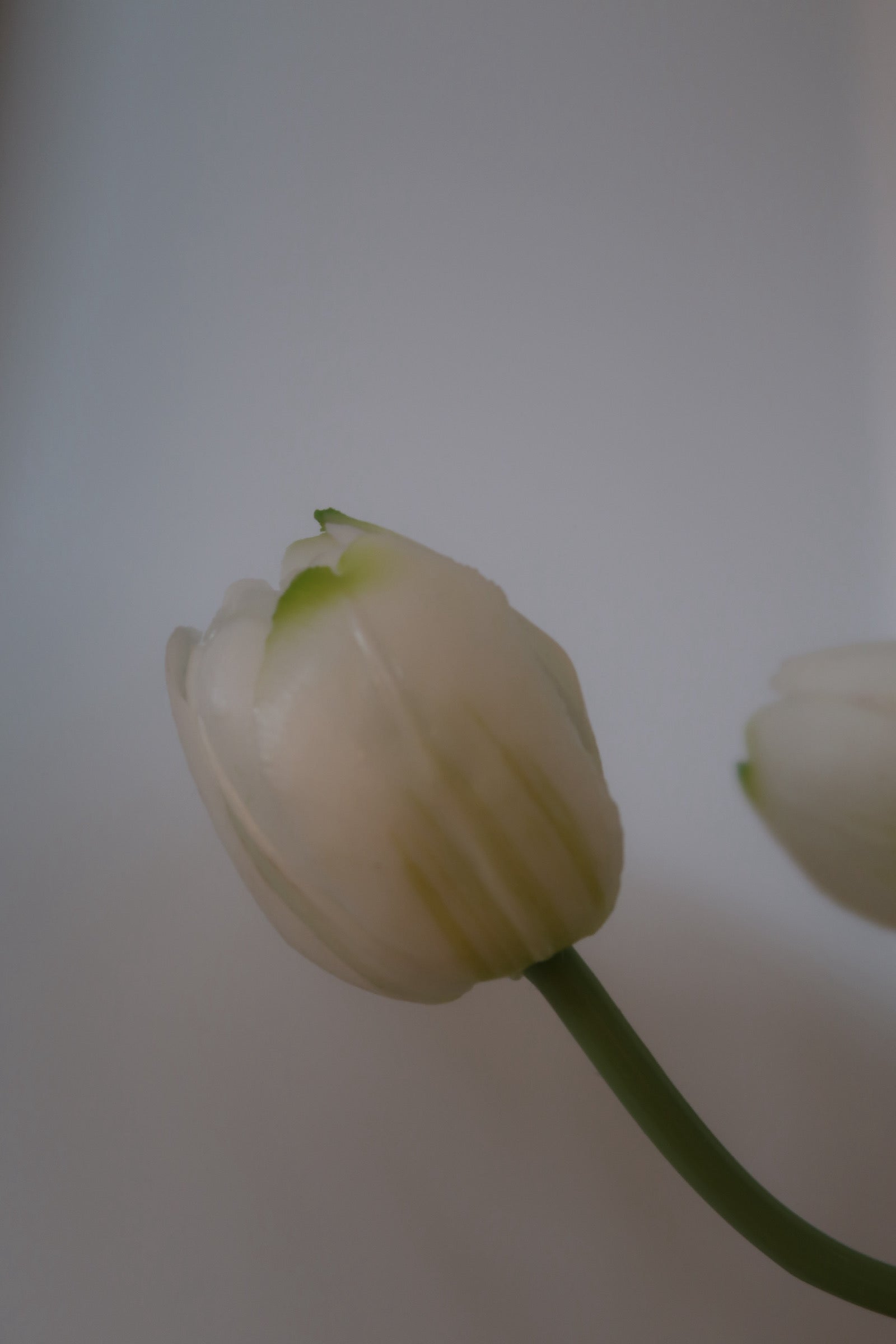 White Tulips