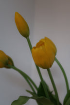 Yellow Tulips