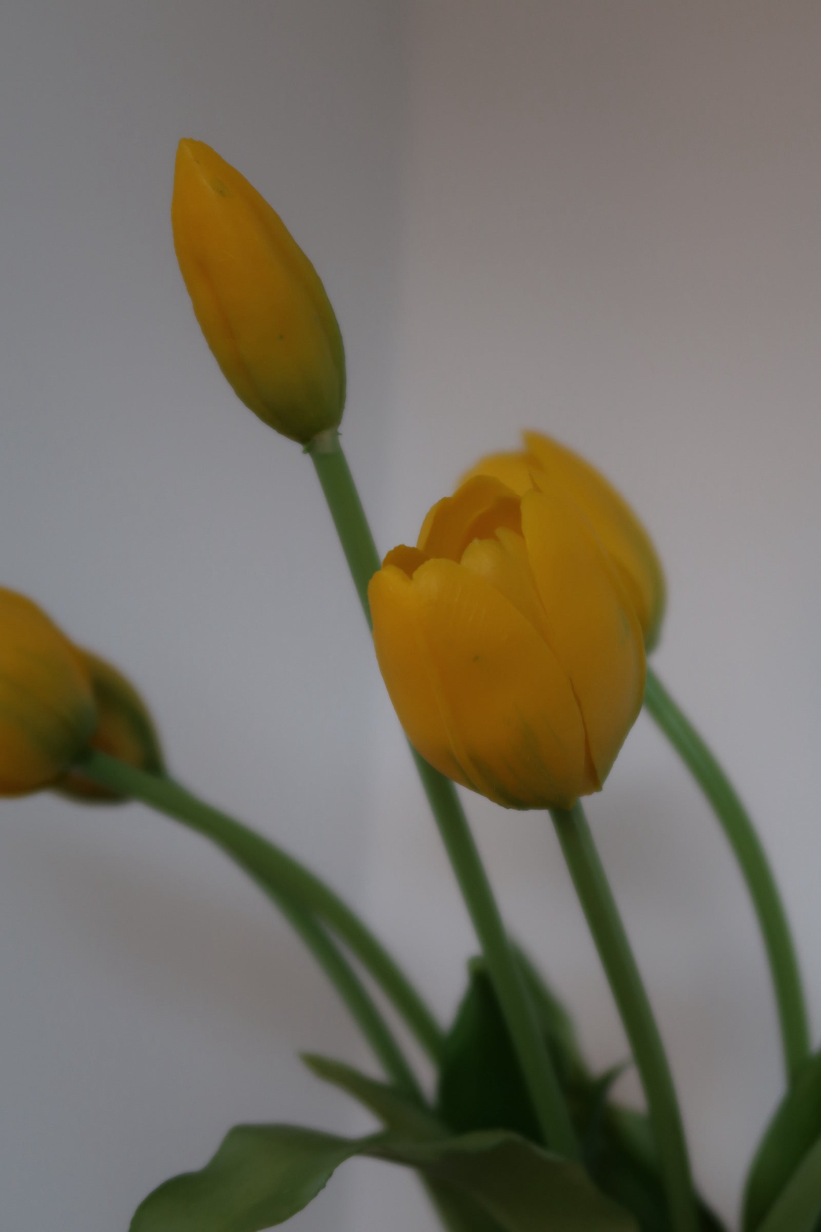 Yellow Tulips