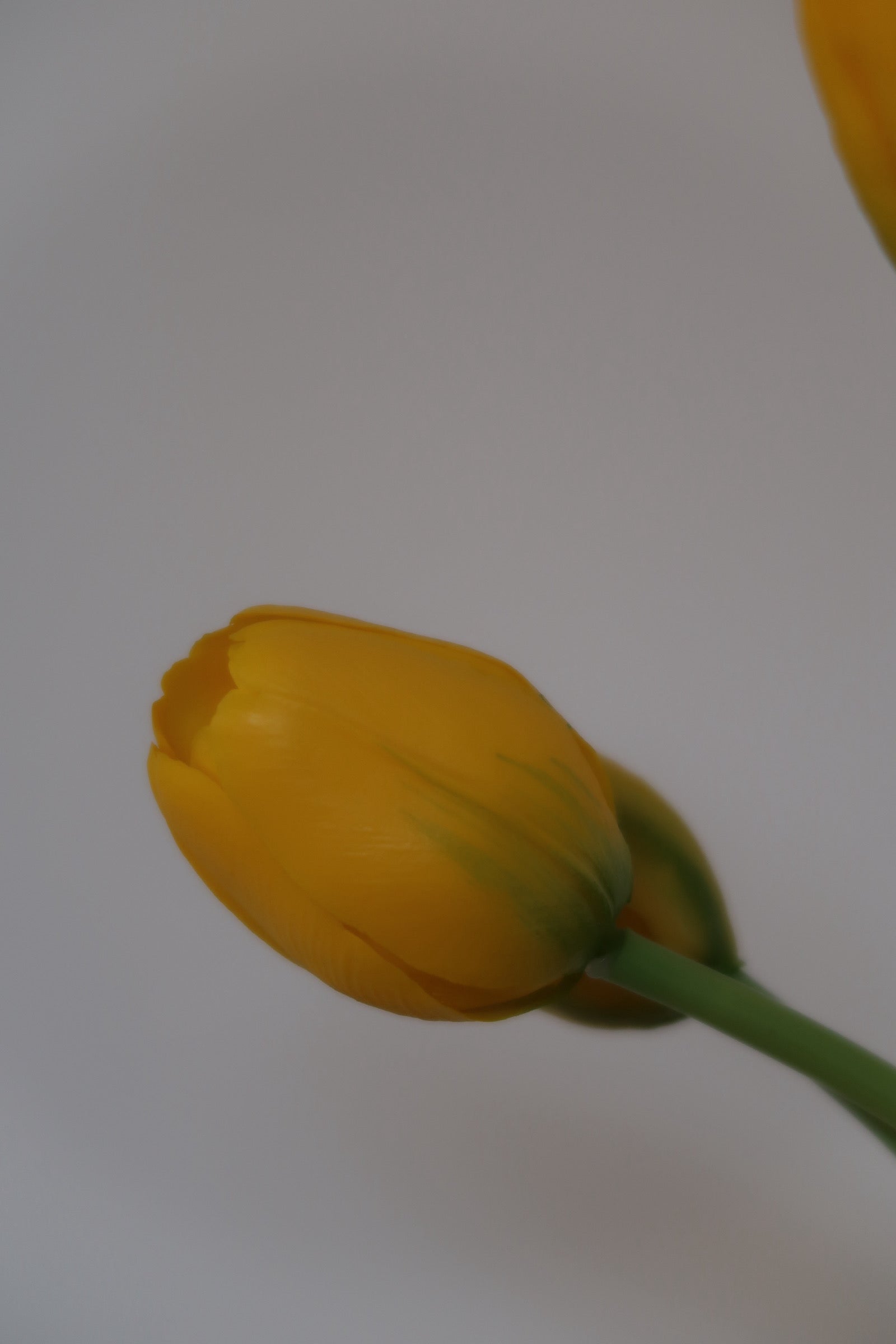 Yellow Tulips