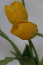 Yellow Tulips