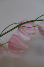 Pink Lantern Fruit