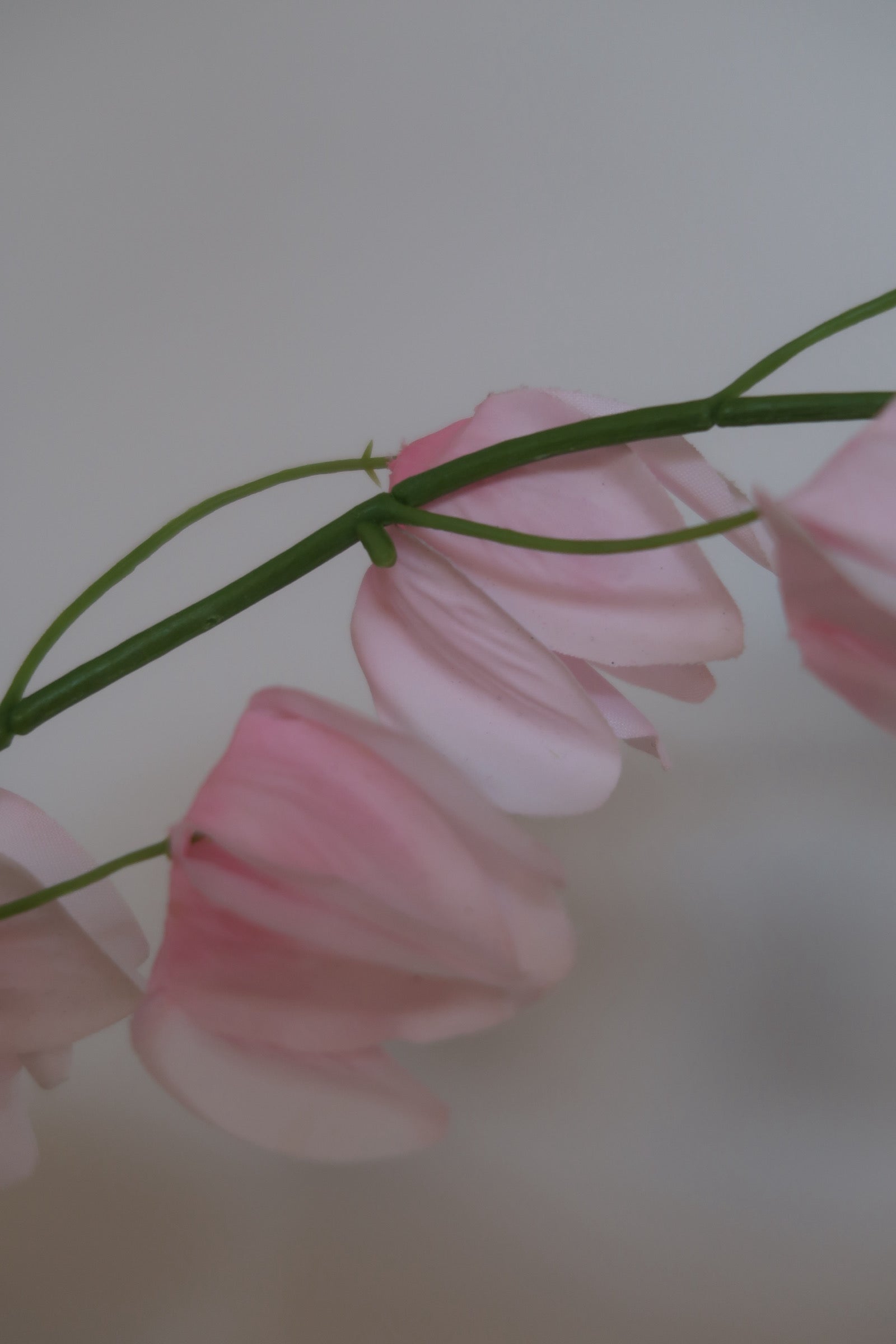 Pink Lantern Fruit