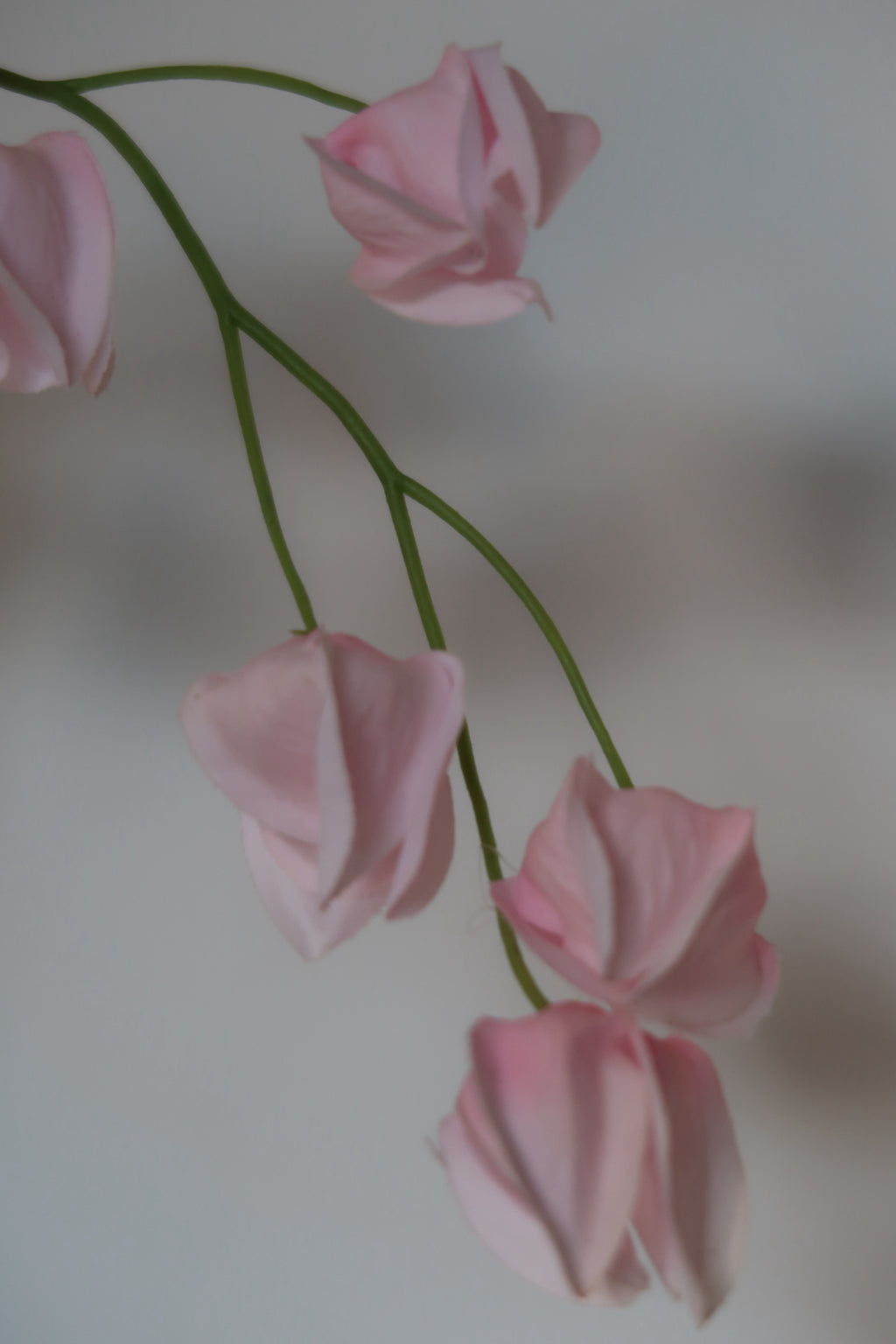 Pink Lantern Fruit