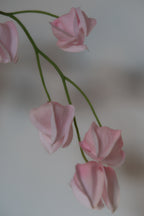 Pink Lantern Fruit