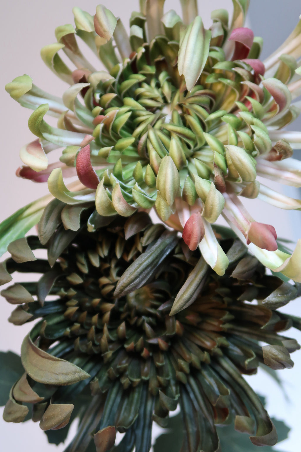 Three-colour chrysanthemum