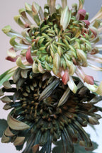 Three-colour chrysanthemum