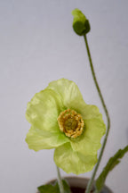 Green Poppy