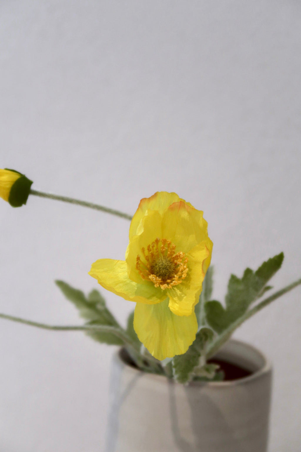 Yellow Poppy