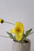 Yellow Poppy