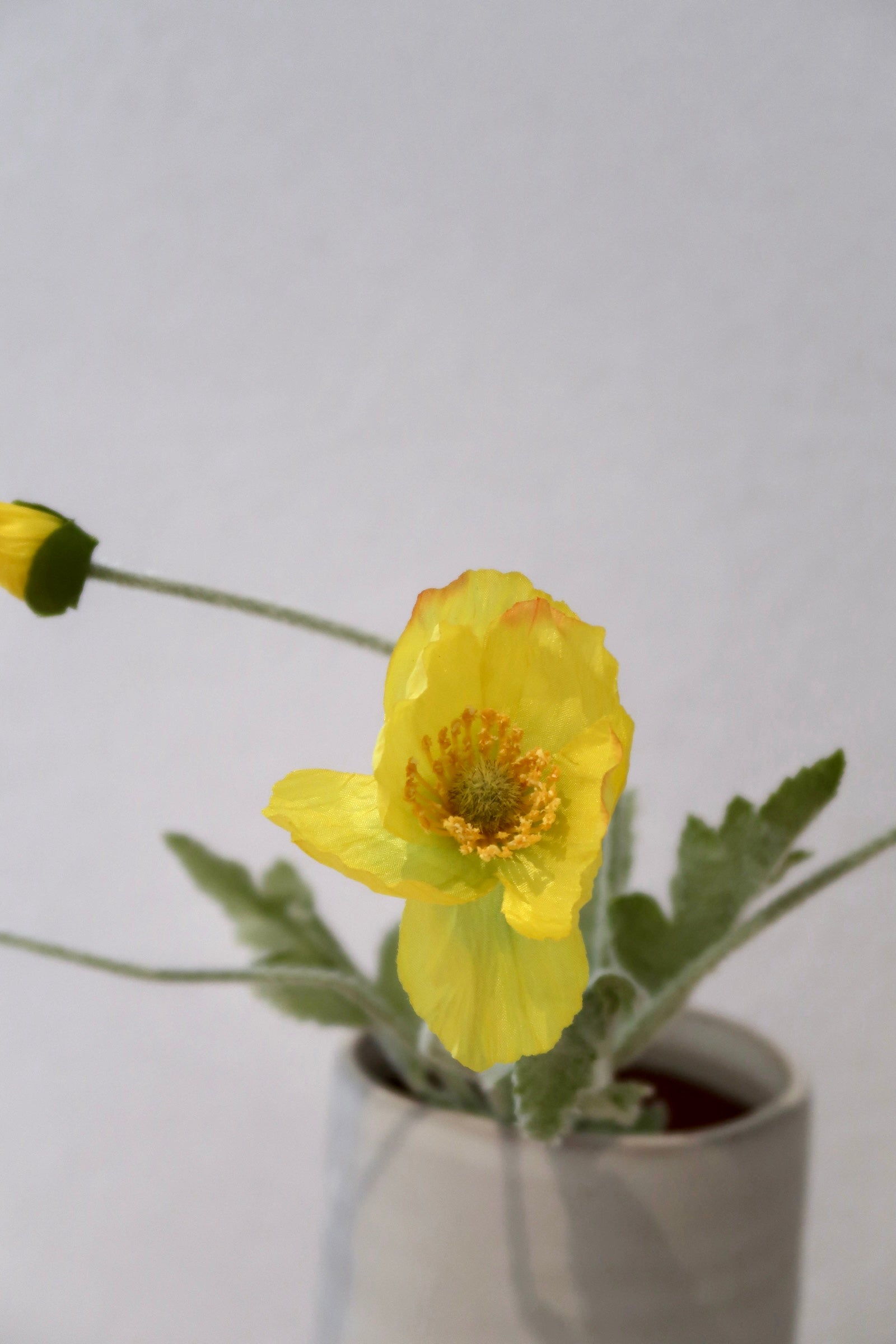 Yellow Poppy