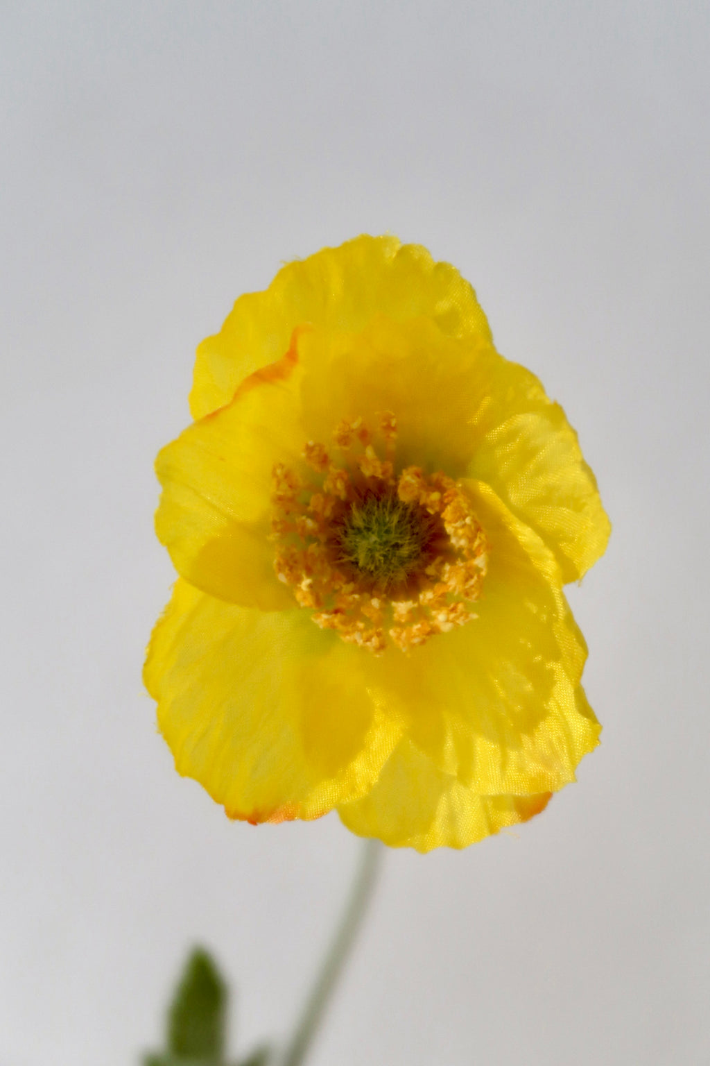 Yellow Poppy