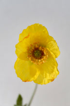 Yellow Poppy