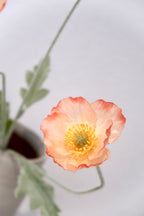 Apricot Blush Poppy