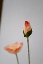 Apricot Blush Poppy