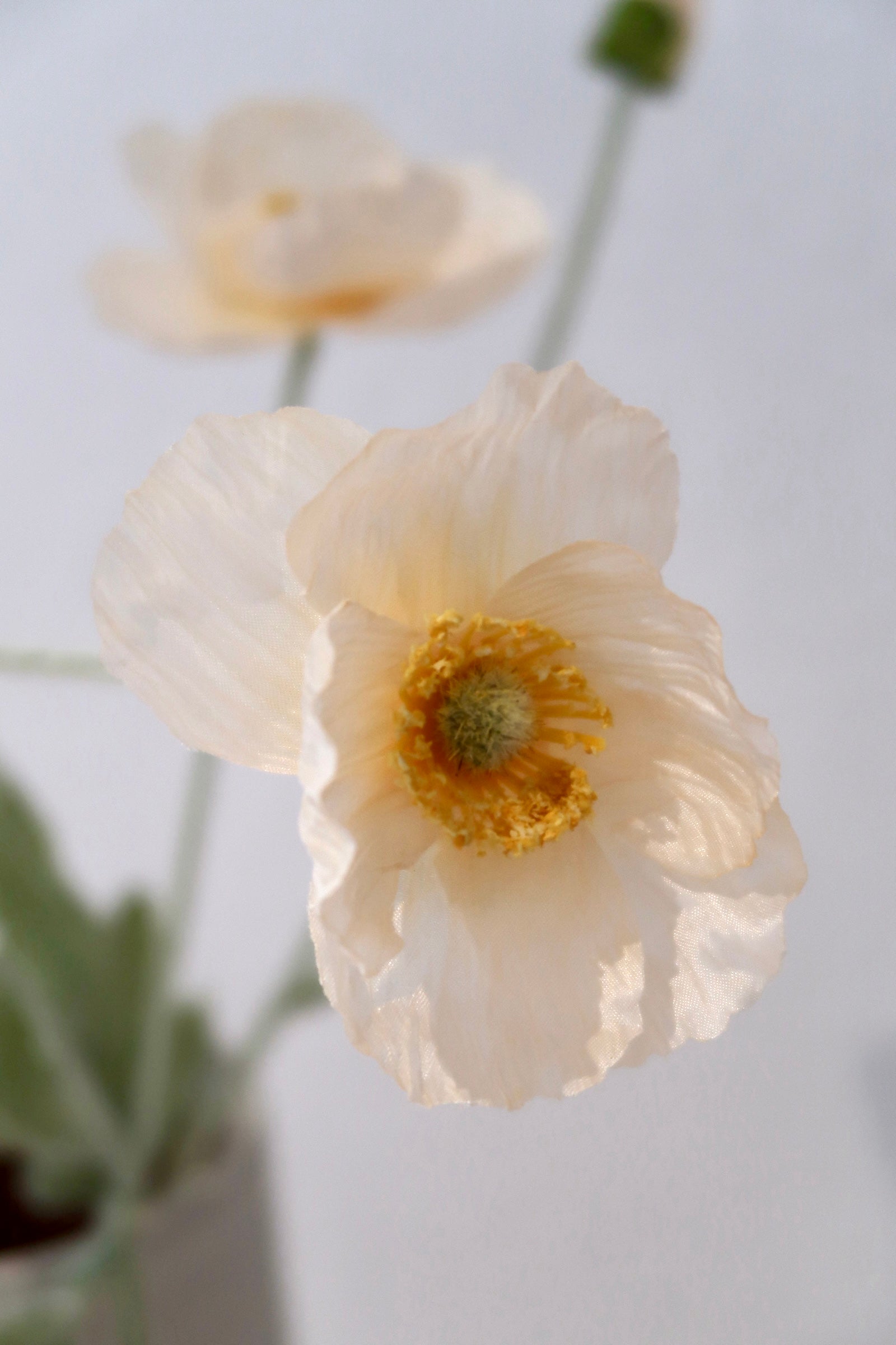 Light Orange Poppy