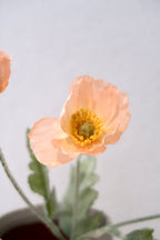Warm Orange Poppy