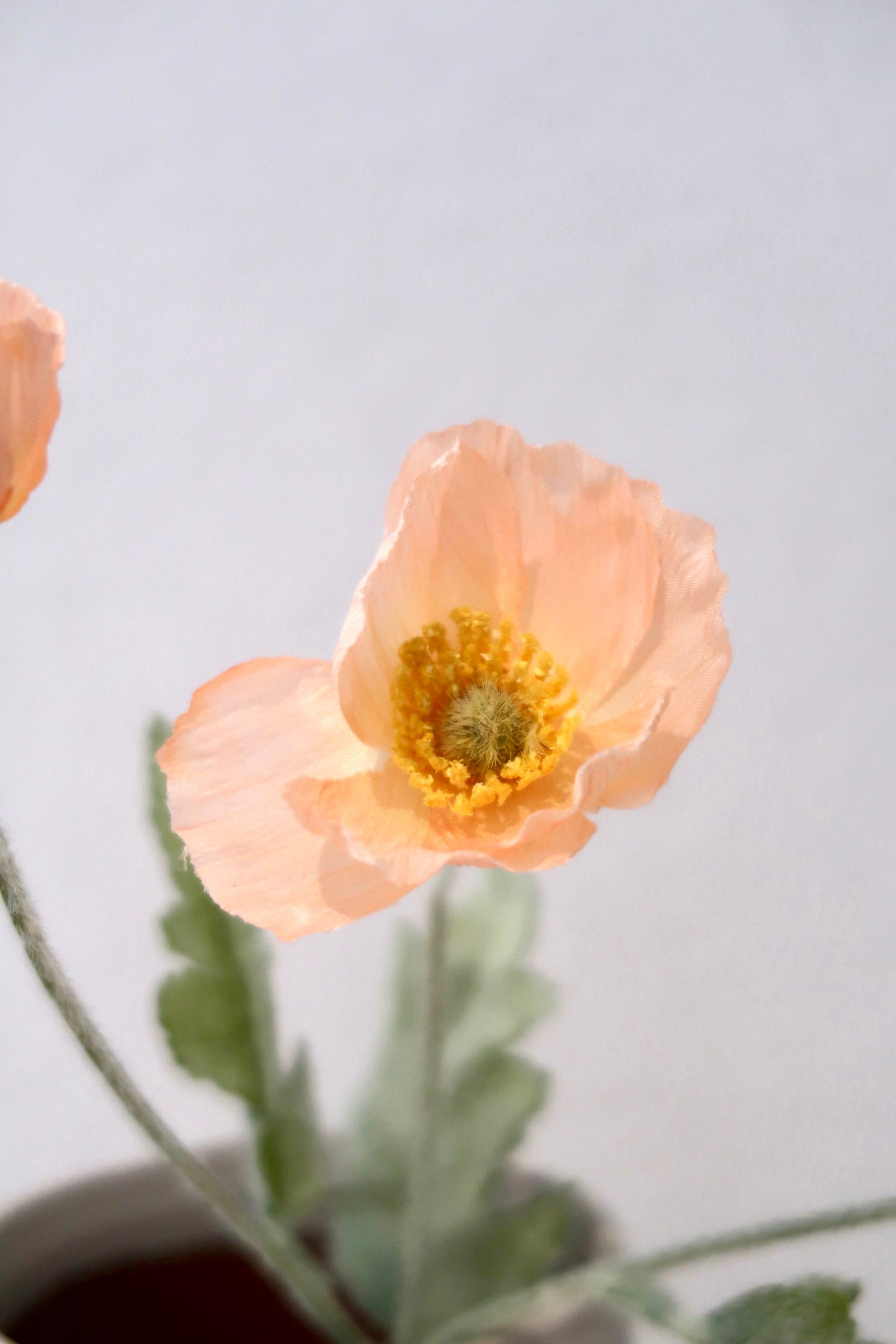 Warm Orange Poppy