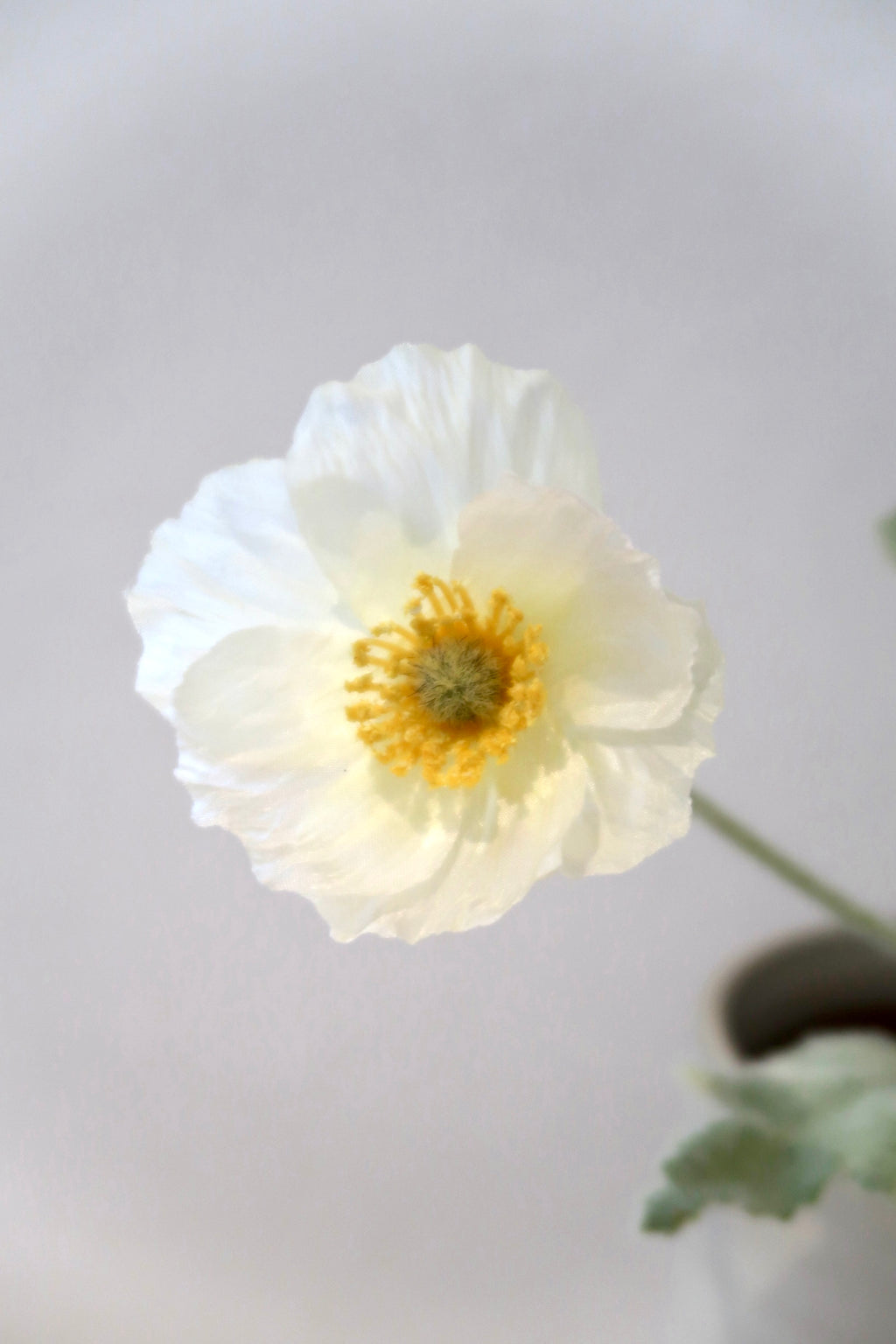 White Poppy