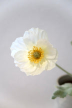 White Poppy