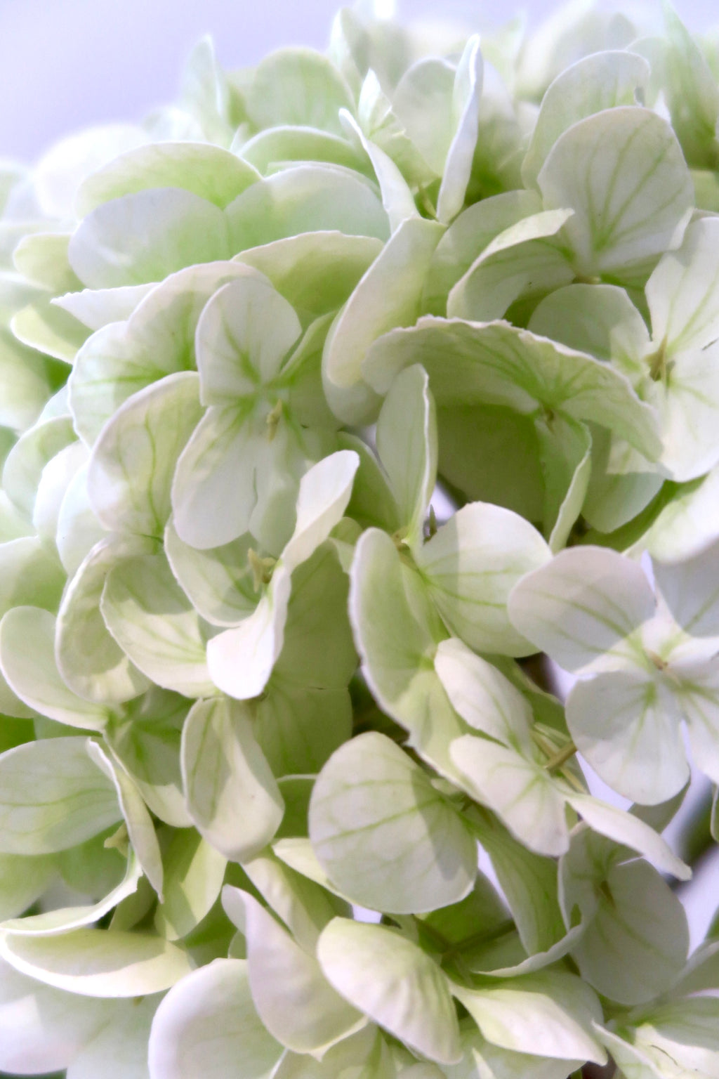 Green Hydrangea