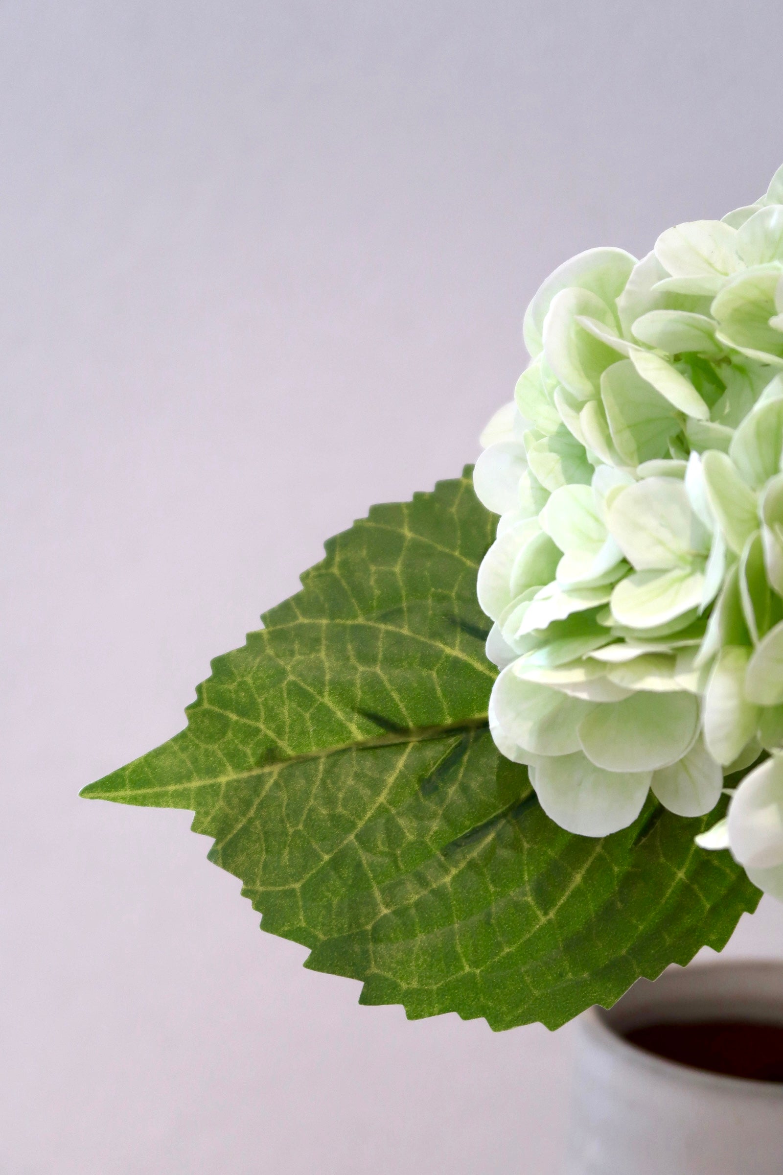 Green Hydrangea