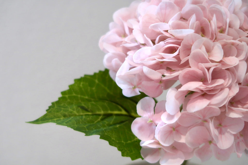 Light Pink Hydrangea
