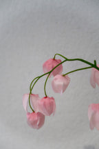 Pink Lantern Fruit