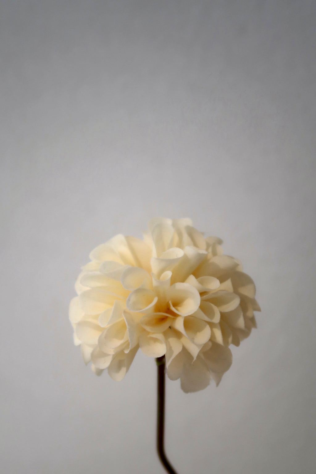 White Dahlia