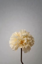 White Dahlia