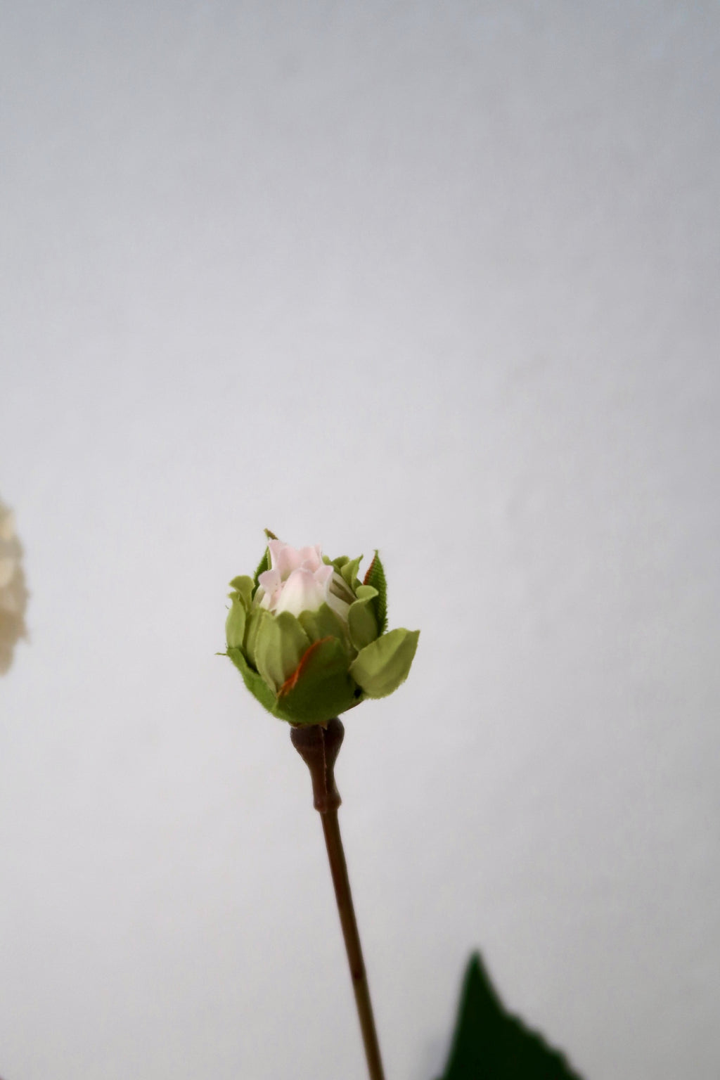 White Dahlia