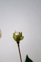 White Dahlia