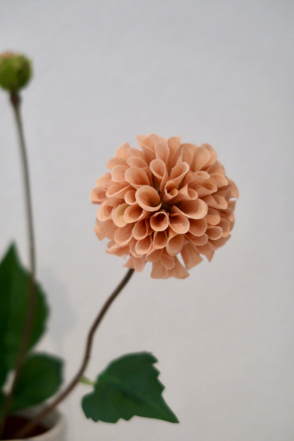 Light Coffee Dahlia