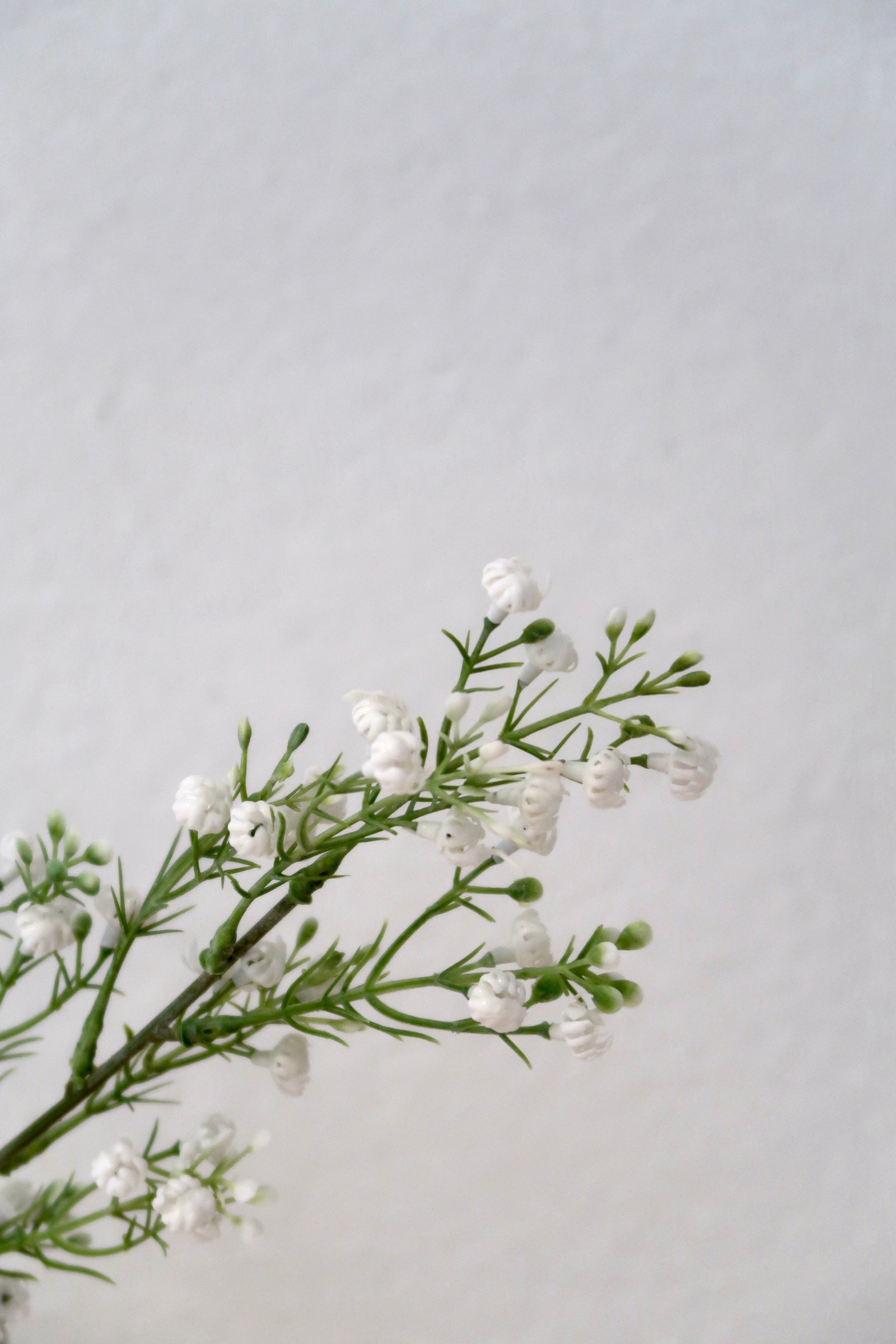 White Baby Breath