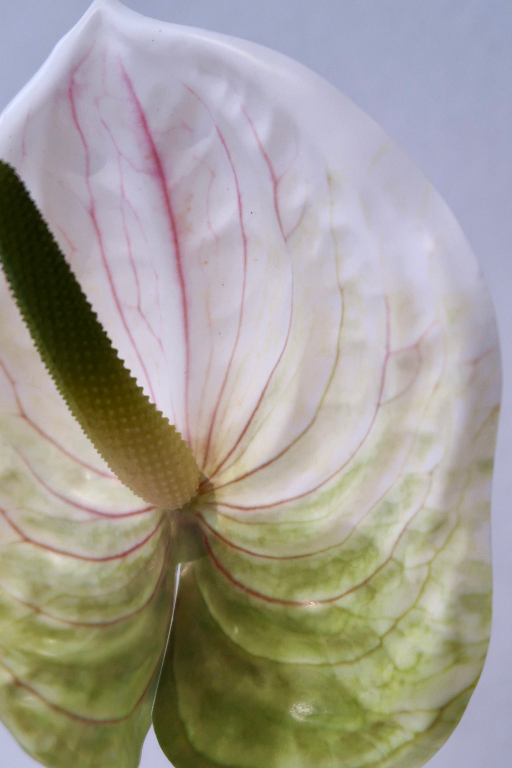 Green Anthurium